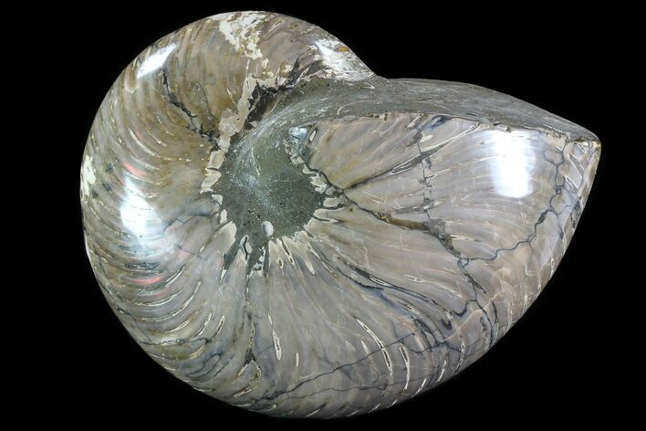 Polished Nautilus Fossil - Madagascar #81407